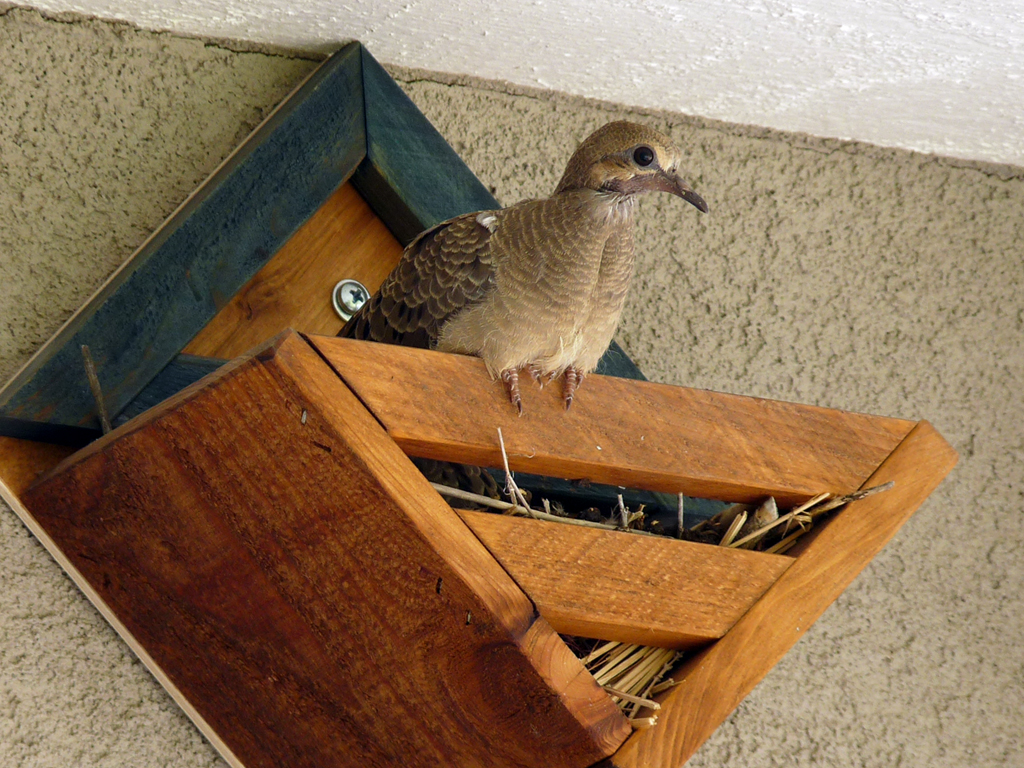 Dove Fledgling