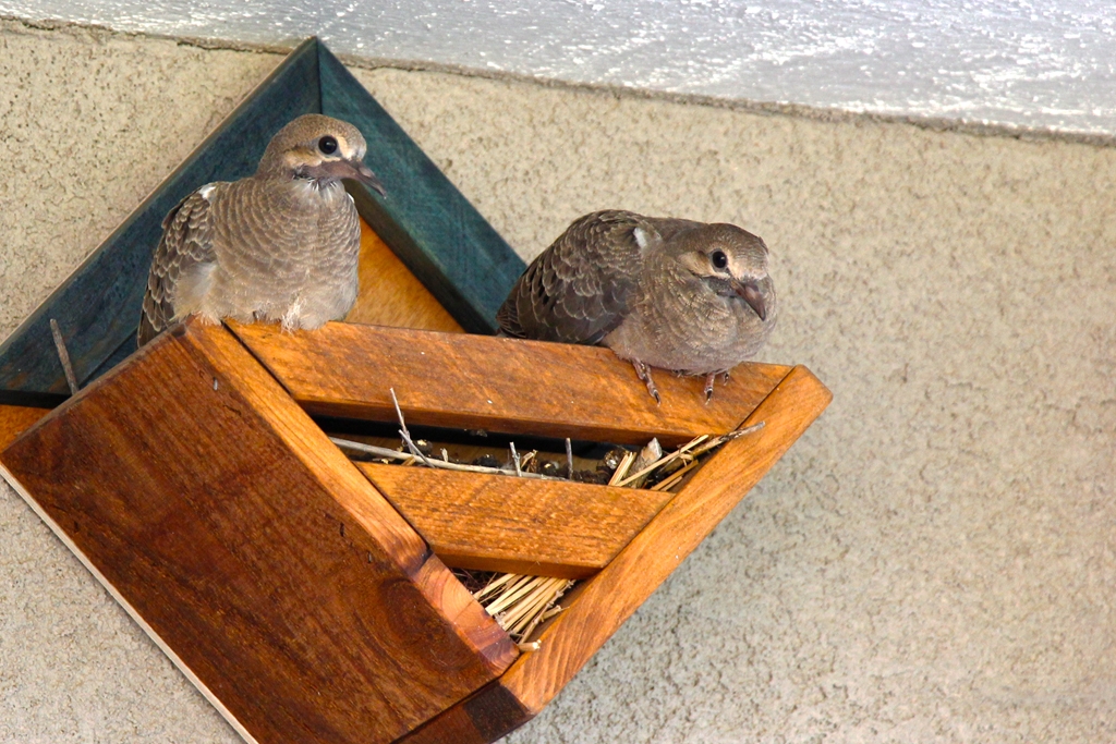 Dove Fledglings