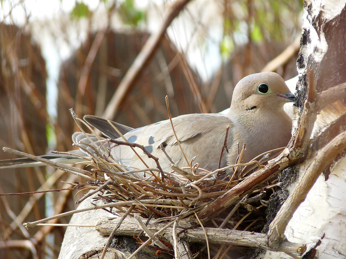 Mourning Dove Nest