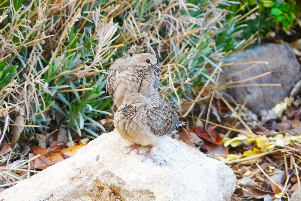 Mourning Dove Family Nest