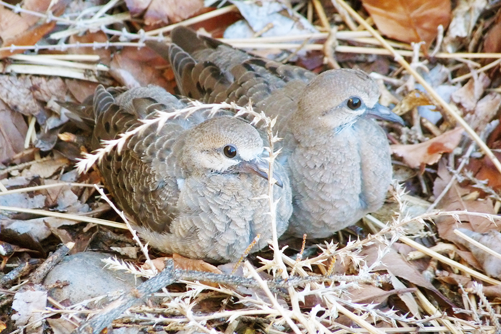 Mourning Dove Fledglings